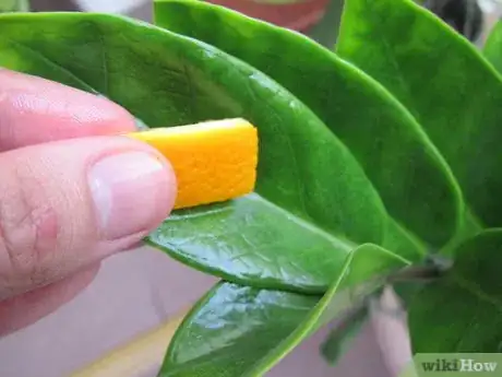 Image titled Use Citrus Fruit Peels in the Home and Garden Step 11Bullet3