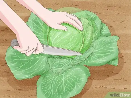 Image titled Harvest Cabbage Step 3