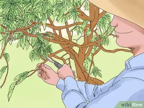 Image titled Prune a Mango Tree Step 12