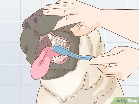 Image titled Care for an English Mastiff Step 20