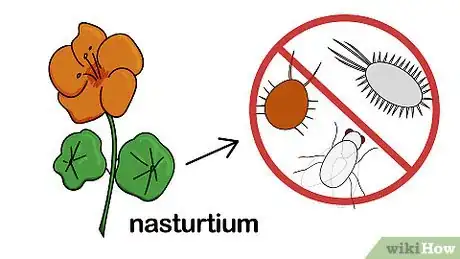 Image titled Companion Plant Step 6