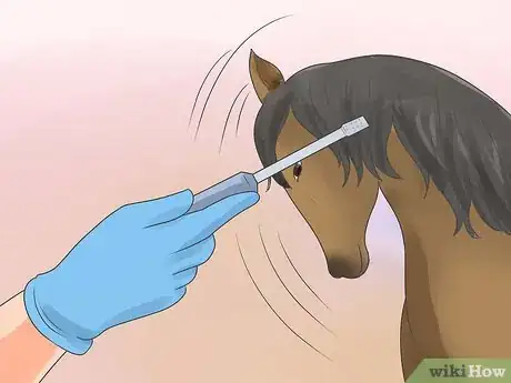 Image titled Take Proper Care of Your Horse's Teeth Step 16