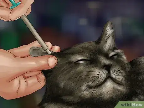 Image titled Give Selective Serotonin Reuptake Inhibitors to a Cat Step 14