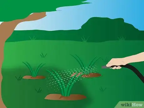 Image titled Grow Agapanthus Step 5