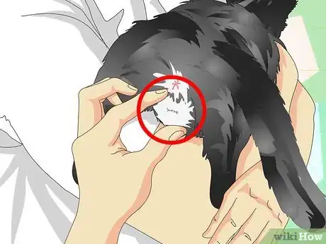 Image titled Tell If a Cat Is Neutered Step 3