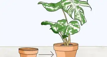 Grow Variegated Monstera