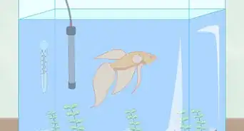 Clean a Betta Fish Tank