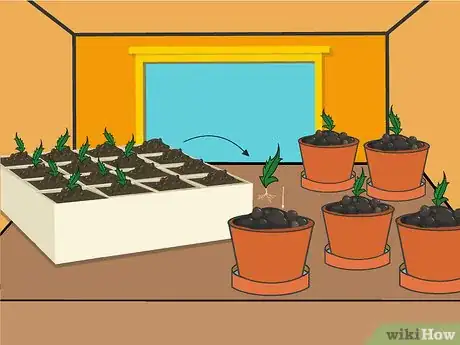 Image titled Grow Chrysanthemums Step 13