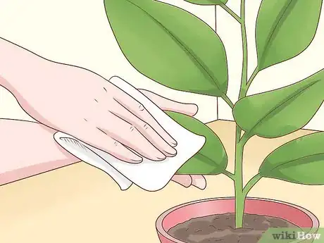 Image titled Grow a Rubber Tree Step 16