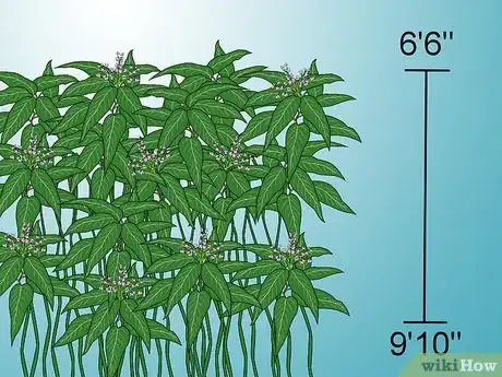 Image titled Identify Knotweed Step 30