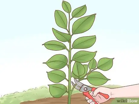 Image titled Grow a Rubber Tree Step 15