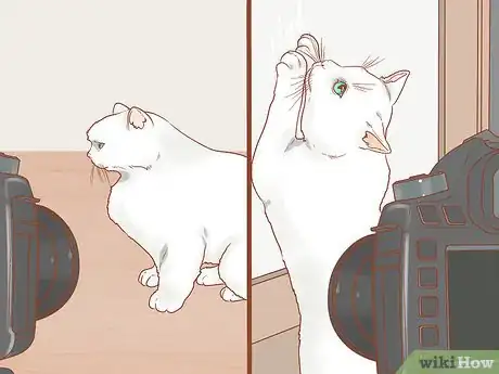 Image titled Photograph Cats Step 16