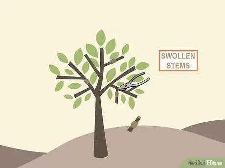 Image titled Prune Citrus Trees Step 7
