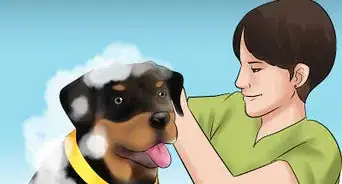 Know if You Can Care for a Rottweiler