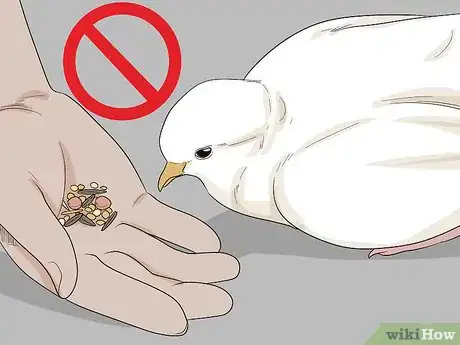 Image titled Treat Pneumonia in Doves Step 10