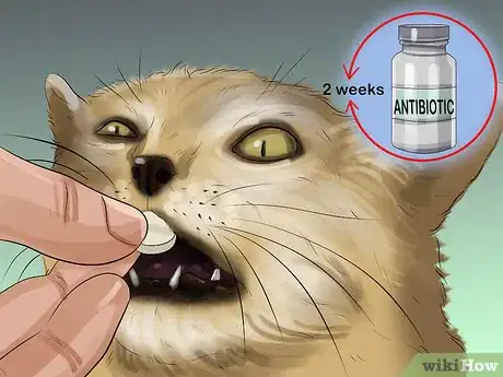 Image titled Treat Bacterial Cystitis in Cats Step 8
