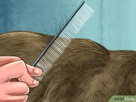 Image titled Take Care of a Singapura Cat Step 6