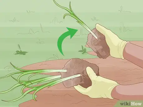 Image titled Divide Overgrown Perennials Step 1