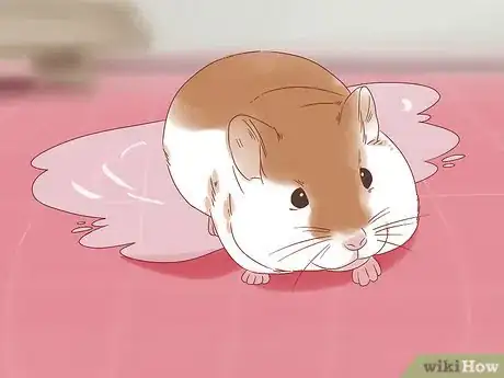 Image titled Diagnose Geriatric Diseases in Hamsters Step 2