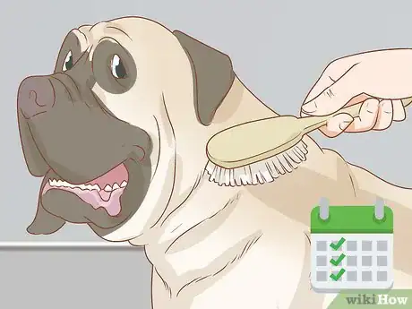 Image titled Care for an English Mastiff Step 16