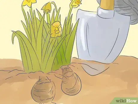 Image titled Transplant Daffodils Step 2
