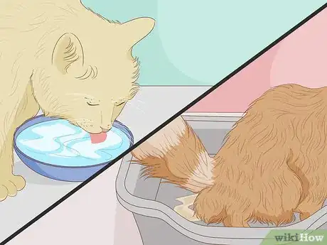 Image titled Treat a Cat With Asthma Step 5