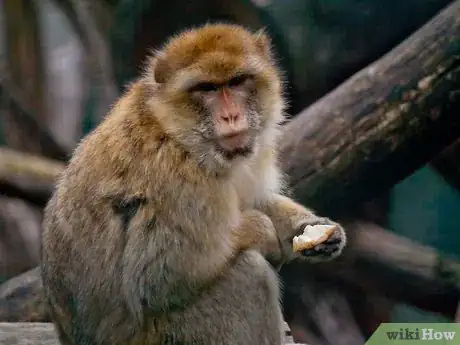 Image titled Save Animals by Participating in Indian Wildlife Conservation Projects Step 8