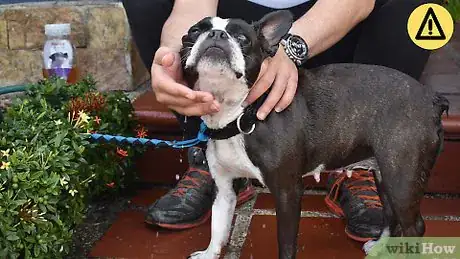 Image titled Bathe a Clumsy Dog Step 3