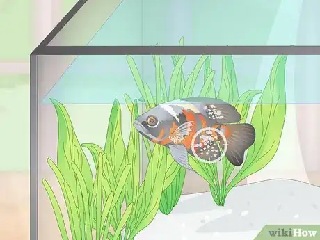 Image titled Prevent Fish From Getting Sick Step 16