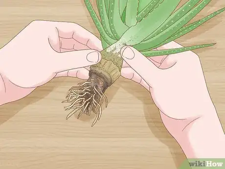 Image titled Why Does Your Plant Have Yellow Leaves Step 7