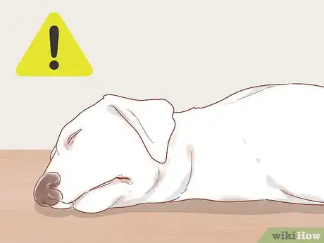 Image titled Know When Your Dog is Sick Step 3