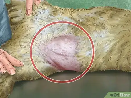 Image titled Pick a Healthy Adult Cat Step 10