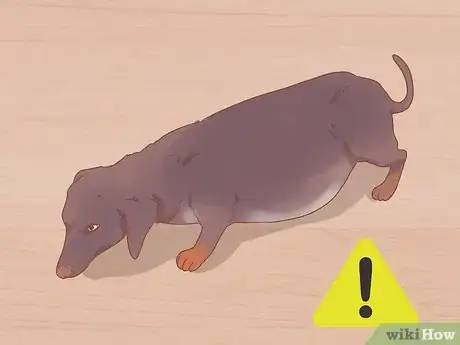 Image titled Save Dogs Step 4