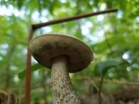 Image titled Bruise1