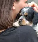 Carry a Puppy