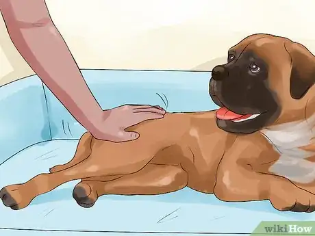 Image titled Greatly Improve the Life of a Dog with Arthritis Step 11