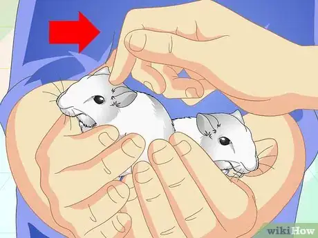 Image titled Tame Your Gerbils Step 10