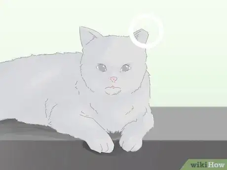 Image titled Handle a Stray Cat Step 8