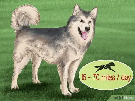 Image titled Care for Sled Dogs Step 16