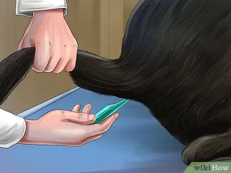 Image titled Treat Prostate Disease in Intact Male Dogs Step 5