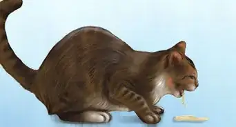 Act When Meeting a Strange Cat