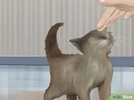 Image titled Socialize Your Kitten Step 3