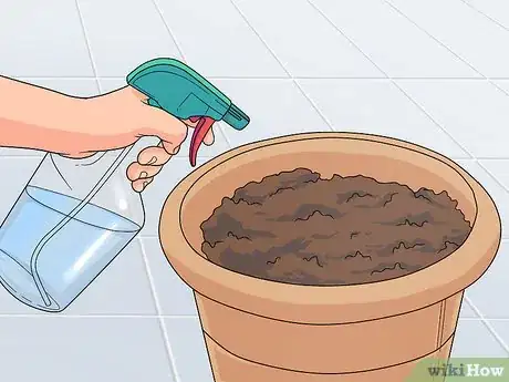 Image titled Grow Delphinium Step 4