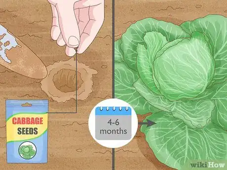 Image titled Harvest Cabbage Step 1