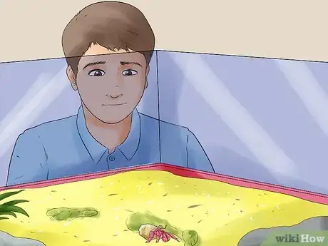 Image titled Care for Hermit Crabs Step 13