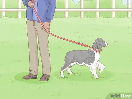Image titled Identify an English Springer Spaniel Step 17