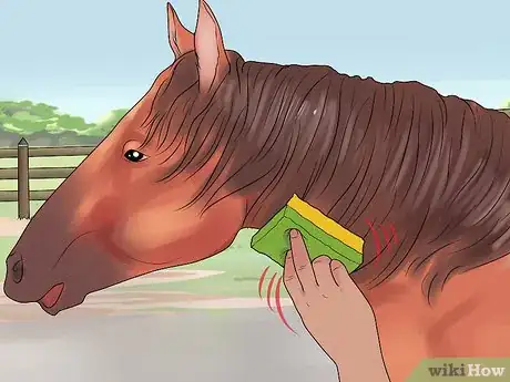 Image titled Groom a Miniature Horse for Show Step 3