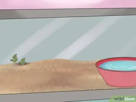 Image titled Breed Hermit Crabs Step 3