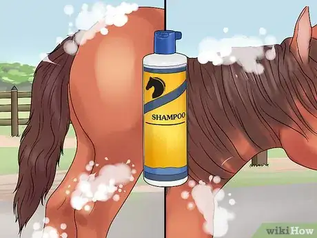 Image titled Groom a Miniature Horse for Show Step 7