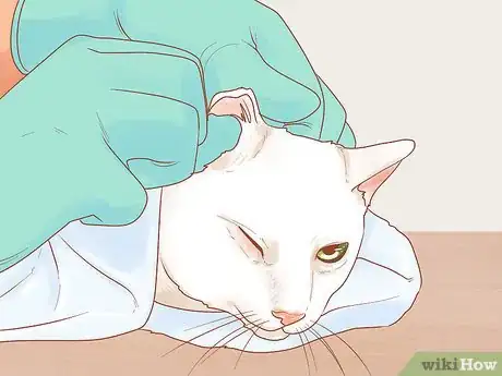 Image titled Adopt a Pair of Kittens Step 9